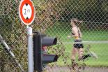 wallisellerlauf2022beatnaefDSC1100